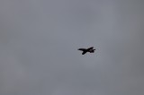 IMG 1380